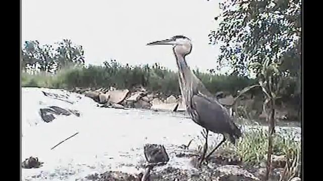 heron's big gulp смотреть онлайн