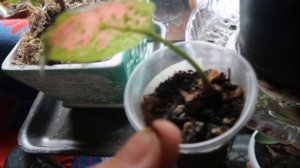 Результаты использования цитокининовой пасты на растениях