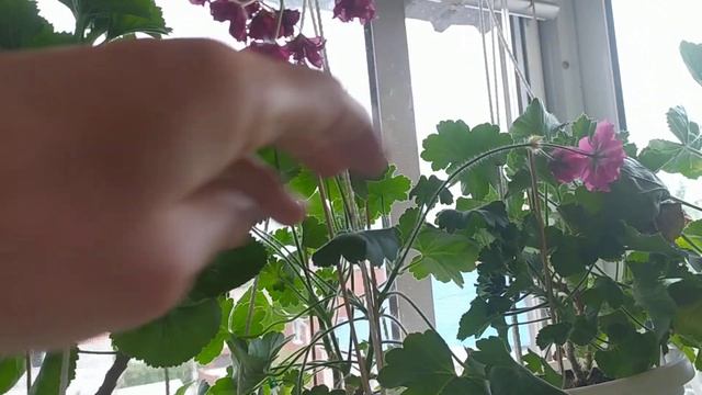 Пеларгония! ЗОНАРТИКИ *Леона Галактика *Ирида За Роскошь *Unicorn Rose *Сиреневый Туман* смотреть онлайн