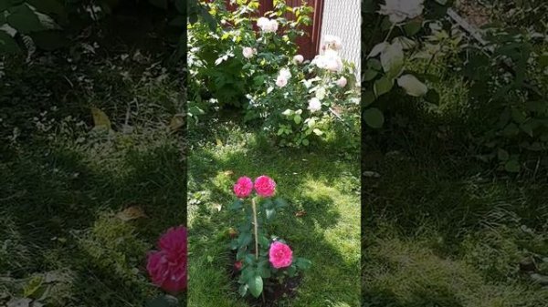 Роза James L. Austin ??? (Джеймс Л. Остин) в сочитании с розой Billet Doux (Бийе Ду)?❤?.