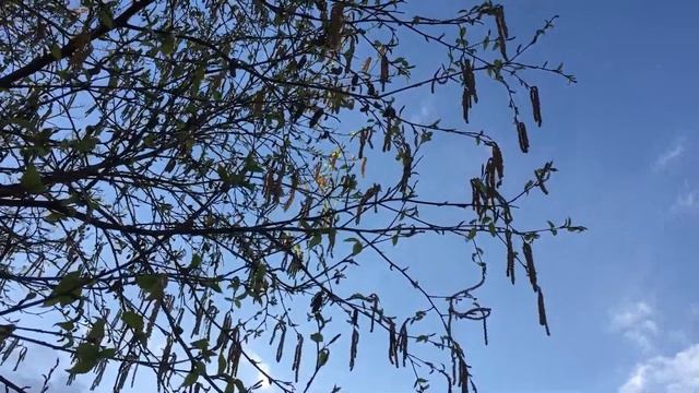 Downy Birch (Betula pubescens) - male flowers in the wind - April 2018 смотреть онлайн