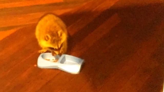 Introducing Baby Chubbins! смотреть онлайн