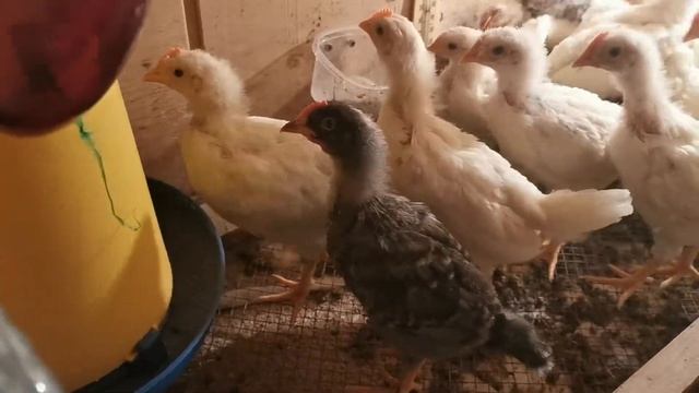 Комбикорм Purina. Кормлю цыплят.