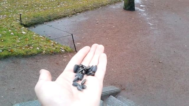 Большие синицы и домовые воробьи /Great tits and house sparrows смотреть онлайн