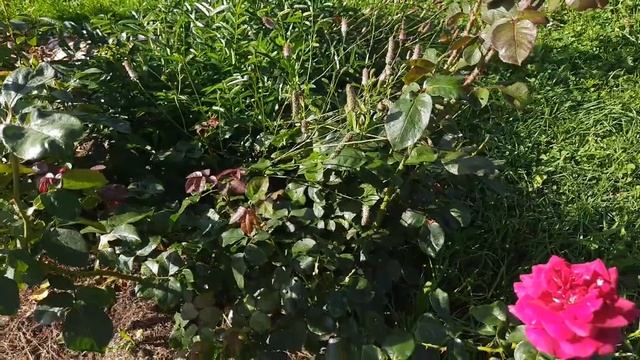 Обзор роз и новинок в моем саду в конце лета. Розы Фюр Элизе, Амороза, Арабия... смотреть онлайн