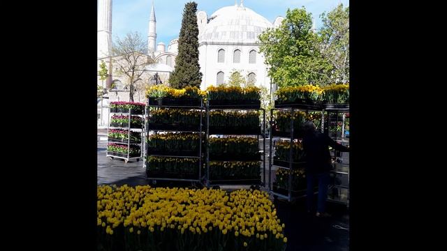 Фестиваль тюльпанов. Парк Гюльхане. Стамбул. Турция смотреть онлайн