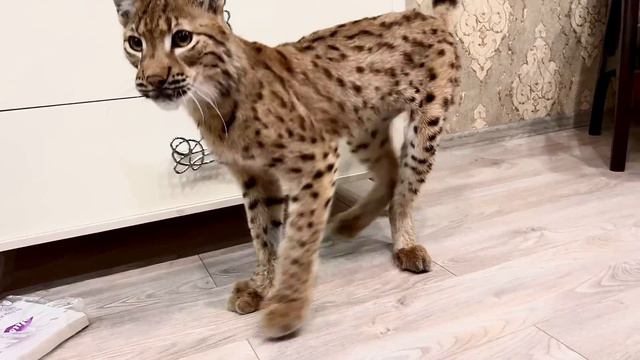 Спасённая рысь НАЧИНАЕТ ОТКРЫВАТЬ ДУШУ! Тимка злится на Клео. / ПАРК ЛЬВОВ ЗЕМЛЯ ПРАЙДА МОСКВА смотреть онлайн