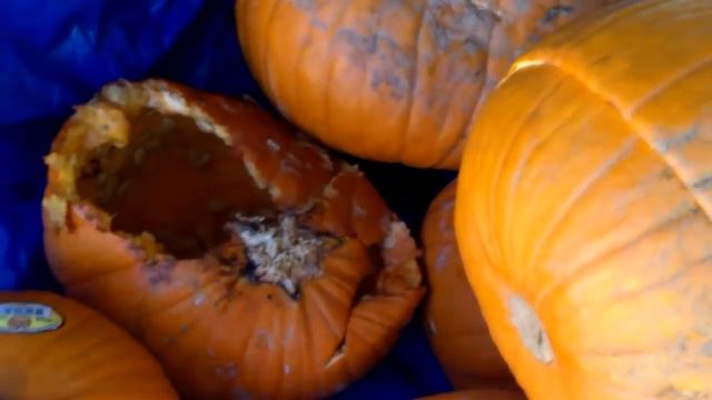 Worm composting.......Rot-O-Lanterns part one смотреть онлайн