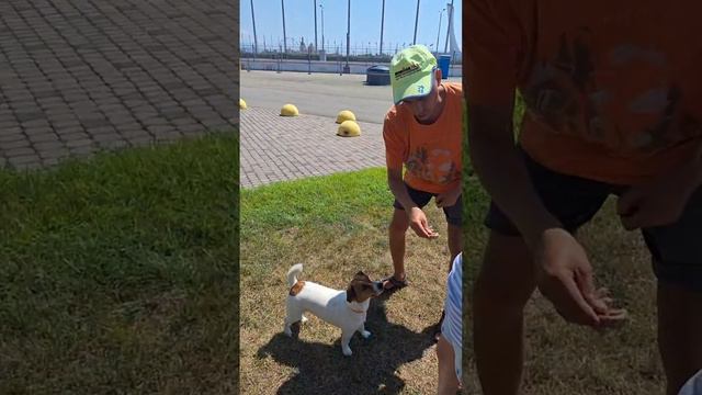 Джек-Рассел Жасмин 🐕 Фотографируется с Гостями на задних лапках и Приносит в Зубах, детям Подарки! смотреть онлайн