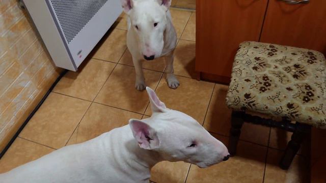 Дэнни и Снап Бультерьеры - Микс ужин - Куриная шея, творог, уши кролика смотреть онлайн