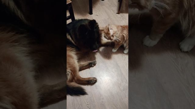 Винсент и Фьюри, Мейн-кун с Немецкой овчаркой смотреть онлайн