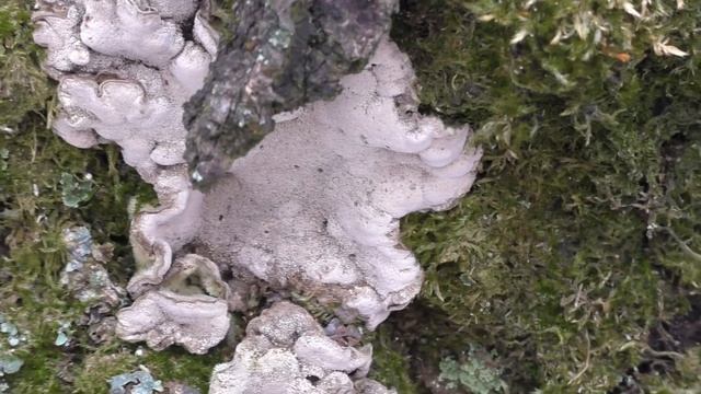 Тест камеры Panasonic HC V770 с широкоугольным объективом смотреть онлайн