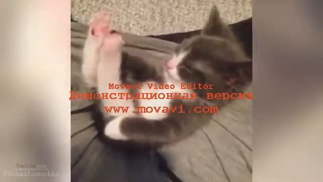 Забавные кошечки Best Cat 2014