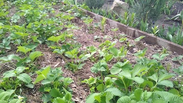 Секрет супер урожая клубники! Уход во время цветения. смотреть онлайн