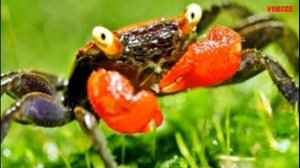 Пресноводный краб Красный Дьявол в аквариуме Содержание Разведение и чем кормить крабика