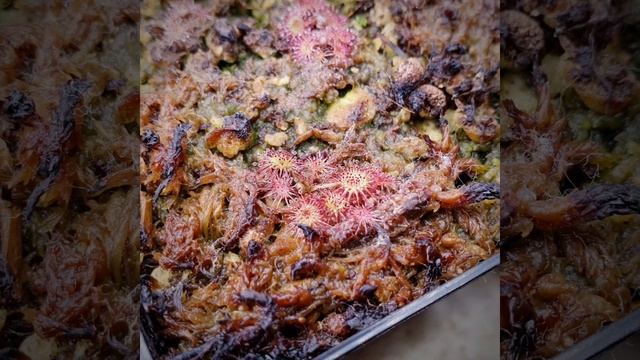 Drosera rotundifolia смотреть онлайн