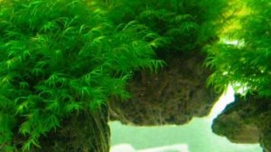 МОХ ФЕНИКС . СОДЕРЖАНИЕ В АКВАРИУМЕ