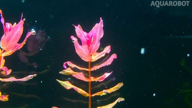 Ротала Макрандра | (Rotala macranda). смотреть онлайн
