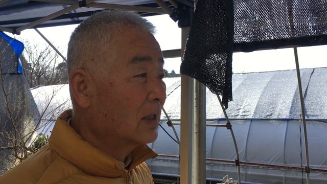 熟練の技！！獅子頭盆栽は1本の木で3本盆栽仕立てる更に一番下は最高にいい盆栽が仕立てられる生産者小品盆栽職人さんに伺いました。ダンプカーで天城砂黄色(赤・黒・黄三色そろいました)・やじま園＠盆栽タネ смотреть онлайн
