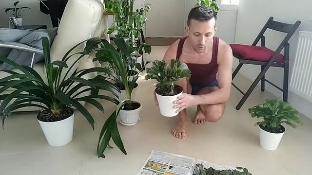 ШЛЮМБЕРГЕРА, формирование и пересадка смотреть онлайн