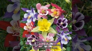 Аквилегия цветок