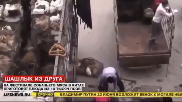 Шок! В Китае праздник собачьего мяса 10 тыс собак станут жертвами праздника 25 06 2015 смотреть онлайн