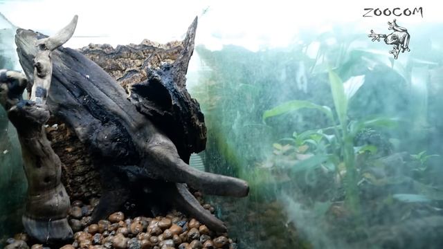 Делаем террариум для древолазов с БРОМЕЛИЯМИ! смотреть онлайн