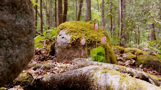 Dan Gibson’s Solitudes - A Wave of Wildflowers | Woodland Harp смотреть онлайн