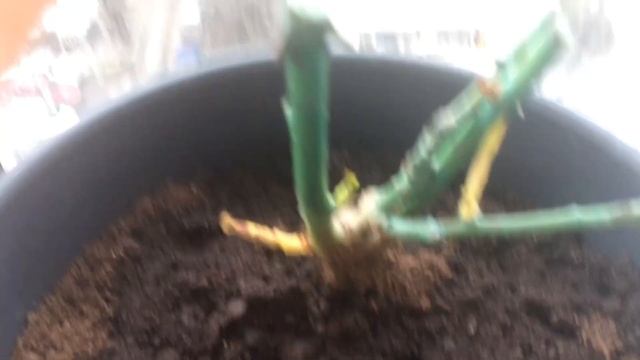 ? КАК СОХРАНИТЬ РОЗЫ ДО ПОСАДКИ! ?