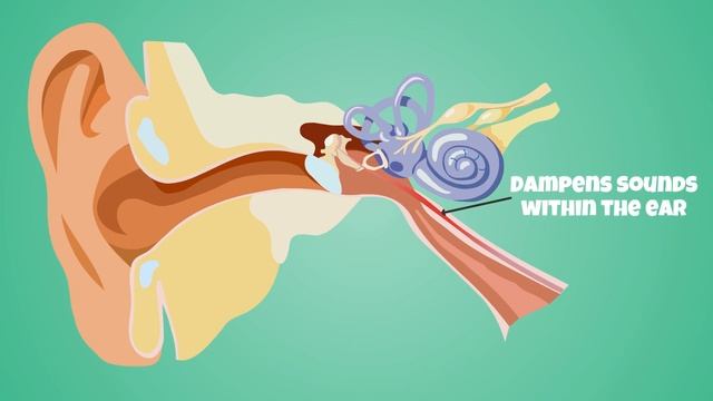 Tensor Tympani Muscle: Why Do You Hear A Rumbling Sound When You Close Your Eyes Too Hard? смотреть онлайн