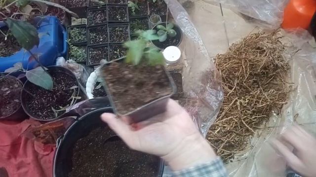Внимание!!! С сегодняшнего дня в продаже пророщенные корни "Маракуйи Северной". смотреть онлайн