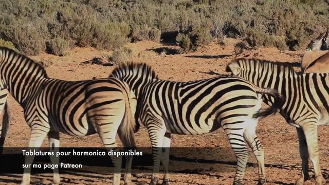 Black and white stripes (original composition) - harmonica tabs on Patreon смотреть онлайн