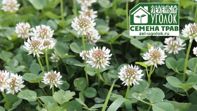 Клевер белый (ползучий) смотреть онлайн