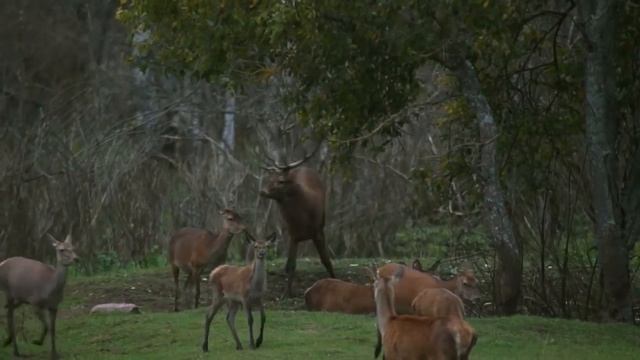 Олень атакует зубра. Red Deer attack bison. смотреть онлайн