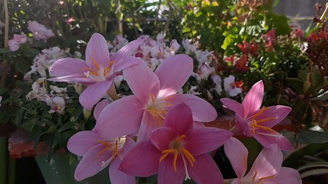 Azalea (Rhododendron) смотреть онлайн