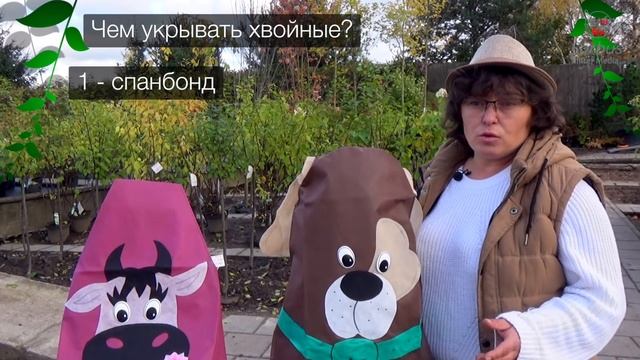 Укрываем хвойные. Укрывной материал - что лучше? смотреть онлайн