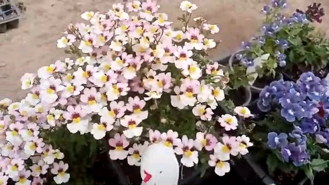 Немезия. Вегетативная. Сохранить и приумножить! Моя коллекция немезии. смотреть онлайн