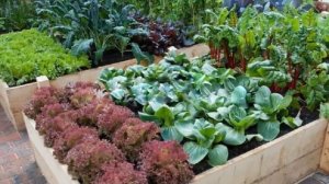 Удачное соседство на грядках Совместимость овощей на огороде