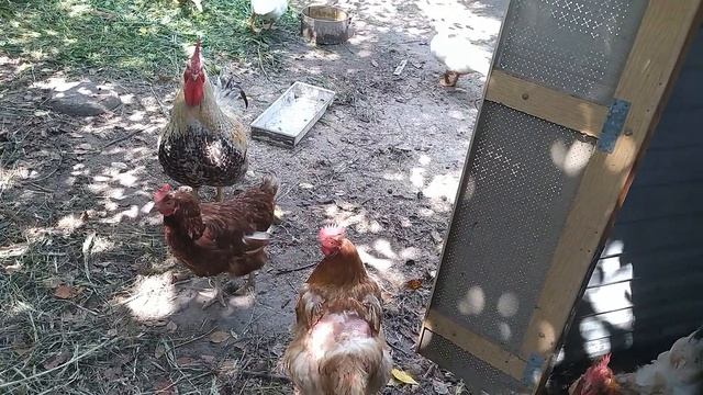 Утки муларды, очень выгодно держать, растут быстро, мой опыт смотреть онлайн