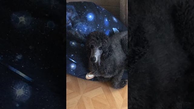 Королевский пудель ЧЕСТЕР!:) смотреть онлайн