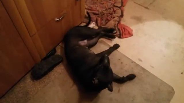 Фаина питбуль, собака здорово выполняет команды,щенок)))) FAINA PITBULL EXECUTES COMMANDS (PUPPY) смотреть онлайн