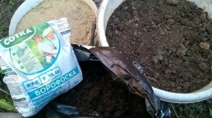 САЖАЕМ ЛИЛИИ ОСЕНЬЮ ПРАВИЛЬНО! Все особенности осенней посадки лилий и уход за лилиями.