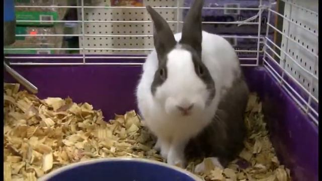 KEYS KRITTERSwMusic2 смотреть онлайн