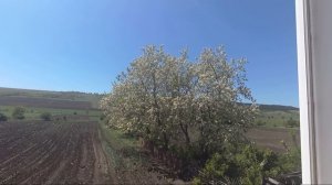 ЦВЕТЫ АКАЦИИ БЕЛОЙ , ЛЕЧЕБНЫЕ СВОЙСТВА (Робиния ложноакациевая)