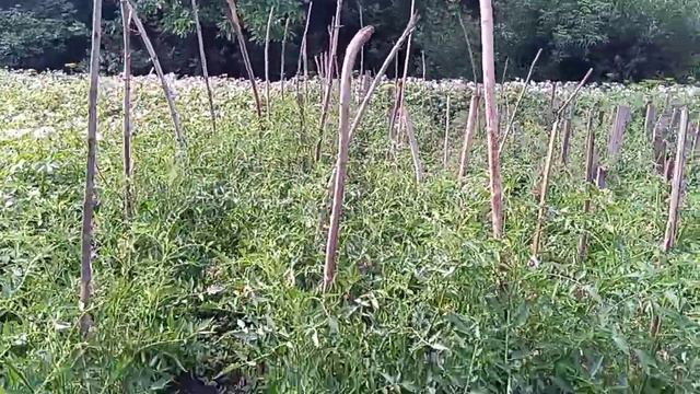 Довгоочікуваний дощ .Місяць без дощу 30 червня 2022 р. смотреть онлайн