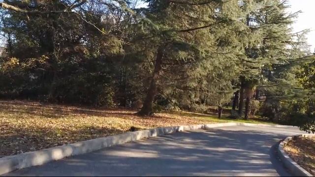 С деревьями лучше дружить смотреть онлайн