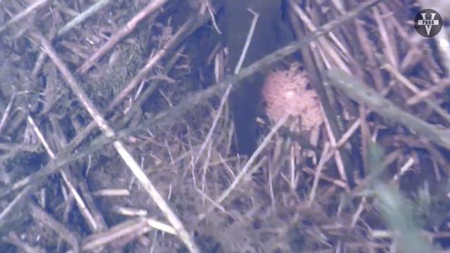 КАНАЛЬНЫЙ СОМИК. Он же: канадский сом, американский сом и рыба кот.