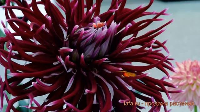 Георгина кактусовая Холлихилл Спайдервуман ? обзор: как сажать, луковицы георгины смотреть онлайн