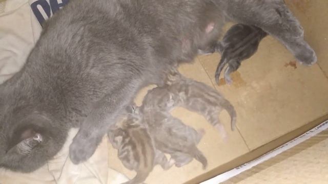 Как рожает кошка. Смотреть видео роды кошки. VivaVideo!