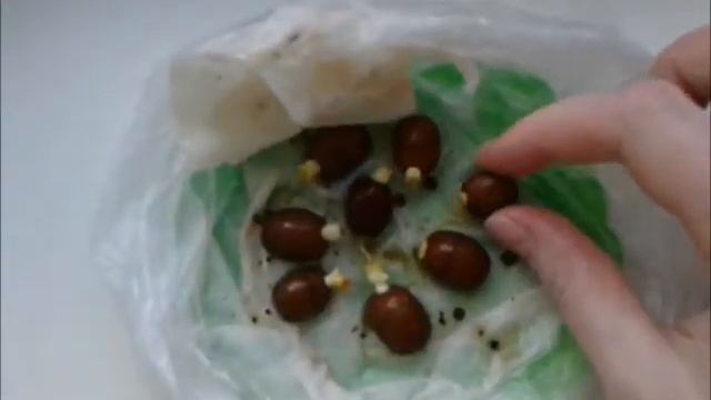 САЛАК( ЗМЕИНЫЙ ФРУКТ) смотреть онлайн